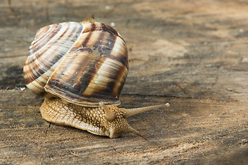 Image showing Snail on tree bark