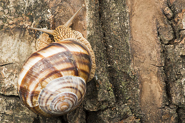 Image showing Snail on tree bark