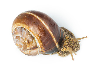 Image showing White isolated snail