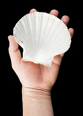 Image showing Scallop shell