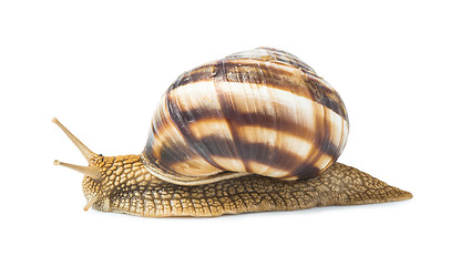 Image showing White isolated snail