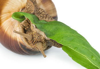 Image showing Snail and green leaf