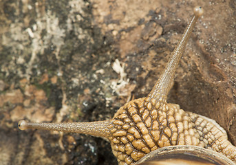 Image showing Snail on tree bark