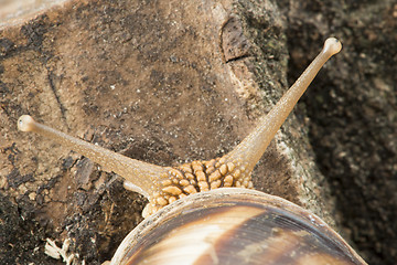 Image showing Snail on tree bark