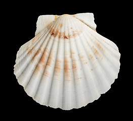 Image showing Scallop shell