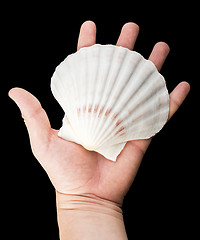 Image showing Scallop shell