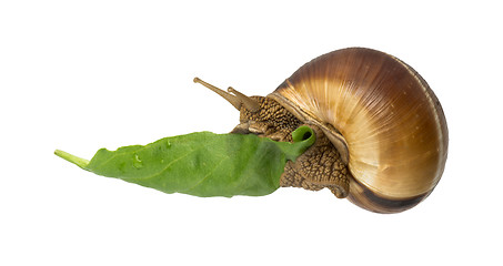 Image showing Snail and green leaf