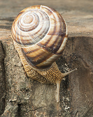 Image showing Snail on tree bark