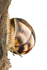 Image showing White isolated snail