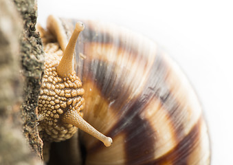 Image showing White isolated snail