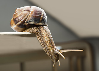 Image showing Snail