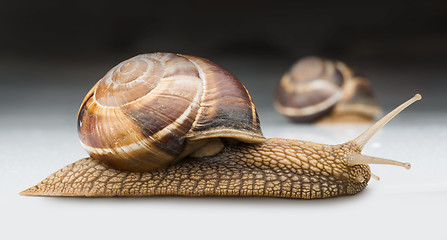 Image showing Snail