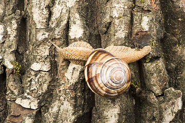 Image showing Snail on tree bark