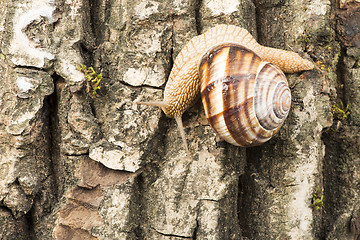 Image showing Snail on tree bark