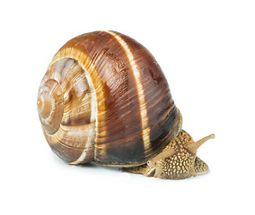 Image showing White isolated snail