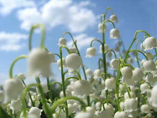 Image showing Bouquet of lilies of the valley and blue flowers