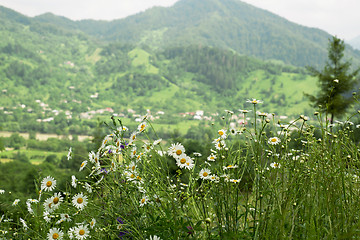 Image showing field of camomiles