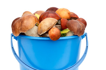 Image showing Mushrooms, aspen mushrooms, white, boletus in the bucket on a wh