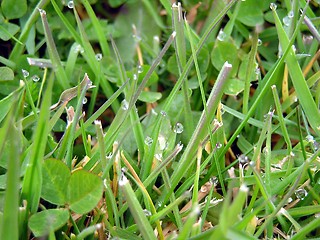 Image showing Dew in Grass