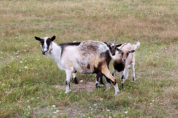 Image showing Goat and kid on a pasture