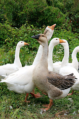 Image showing Flight of white geese on a meadow