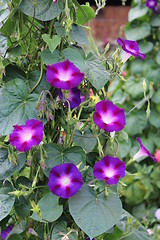 Image showing beautiful flower of ipomoea