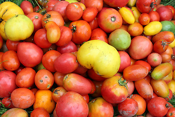 Image showing harvest of red and yellow tomato