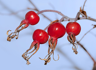 Image showing wild rose hips (Rósa)