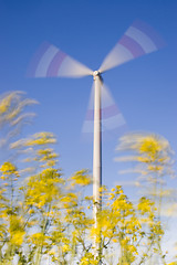 Image showing Windy day