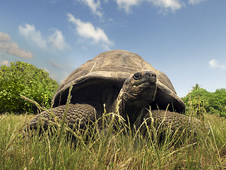 Image showing Seychelles Giant tortoise