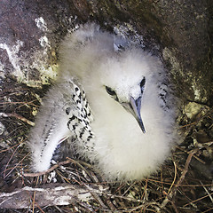 Image showing Fluffy chick