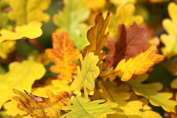 Image showing Yellow oak leaves