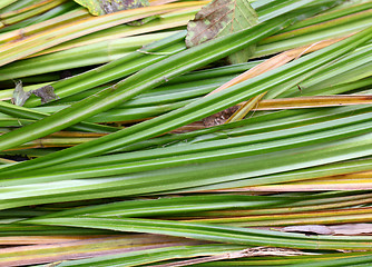 Image showing The river sedge grass