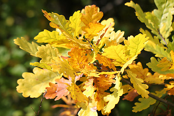 Image showing Beautiful yellow leaves of oak