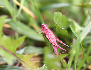 Image showing Pink grasshopper in the grass