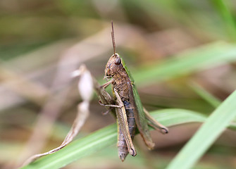 Image showing Brown grasshopper sits in the grass