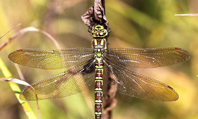 Image showing Dragonfly on a blade of grass