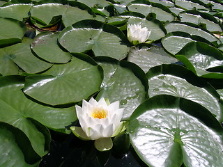 Image showing Water Lily