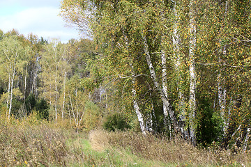 Image showing Green birch tree in the forest