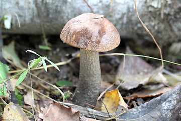 Image showing boletus mushroom in the forest