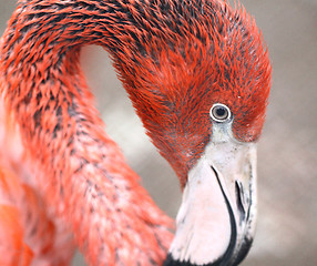 Image showing flamingos