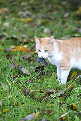 Image showing Cat caught the mouse