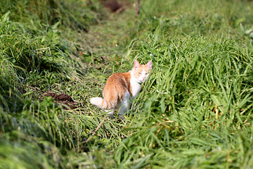 Image showing Cat standing in green grass