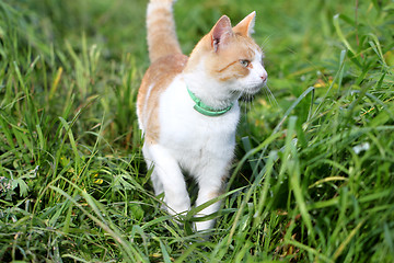 Image showing Cat standing in green grass