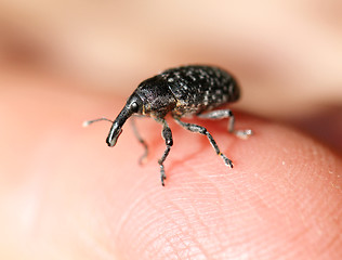 Image showing elephant beetle