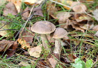 Image showing Two boletus mushroom in the forest