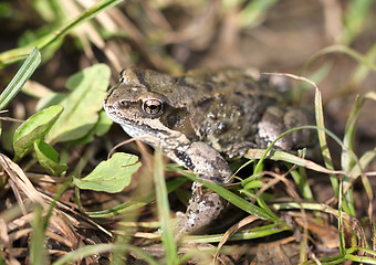 Image showing Brown toad in the woods