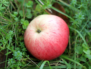 Image showing Red apple lying on the grass