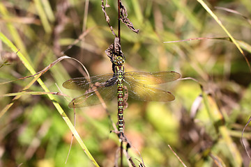 Image showing Dragonfly on a blade of grass