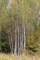 Image showing Birch trees in forest